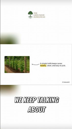 Build a Raspberry Trellis: Simple Guide for Big Harvests #shorts