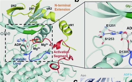 「多底物酶促反应动力学—序列反应&乒乓反应」-Sequential and Ping Pong Reactions