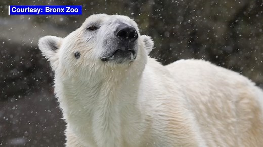 Polar bear at Bronx Zoo named Tundra dies