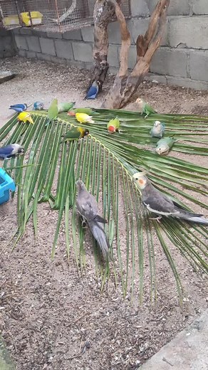 Colorful Parrots Interacting in a Natural Habitat