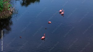 Flamingos walk across open water of mangrove forest, aerial overview