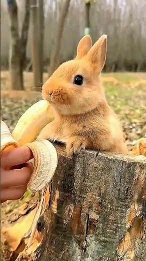 This Thing Kill Rabbit