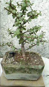 DWARF JADE BONSAI pruning and propagating