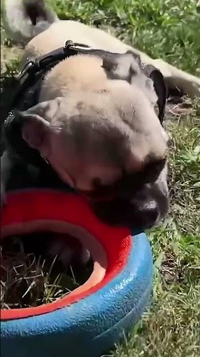 Pair of pug sisters available for adoption