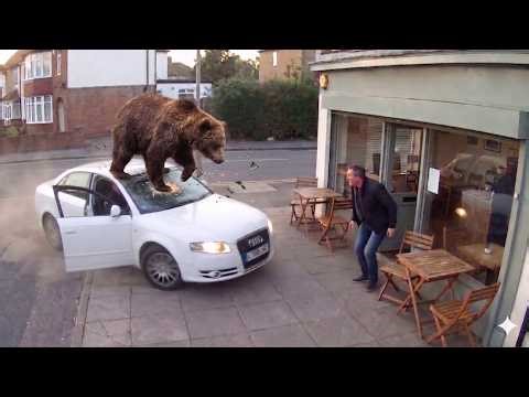 The Most Shocking Animal Encounters Ever Caught on Camera | Things Got Out of Control