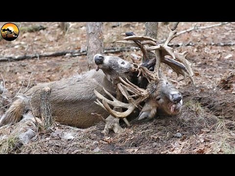 Deer Fight to Death and Stuck, Look What Happen Next - Nature Documentary | Latest Wild