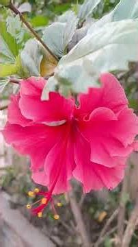 💕 Good morning song h❤❤💕