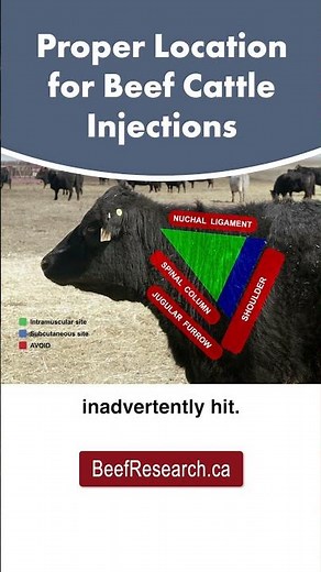 What is the proper location for beef cattle injections? #veterinarian #cattlecare