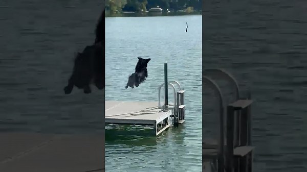 🐕💦 Tuuka the Coltriever | Dock Jumping & Stick Retrieval at the Lake 🌊