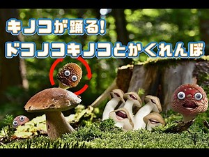キノコが踊る!ドコノコノキノコとかくれんぼ!【いないいないばあ・おかあさんといっしょ・知育・きのこの歌・赤ちゃん喜ぶ】
