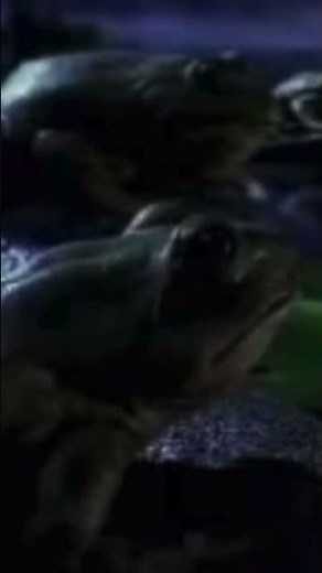 Budweiser frogs