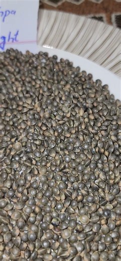 The hallmark of Afghan landrace seeds is that Afghan seeds are very large. #usa #uk #canada #russia