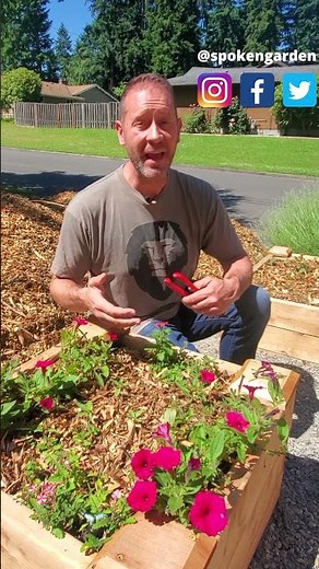 ✂ How to Deadhead Petunias #shorts ✂