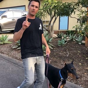 My new dog Prince is going to be my helper dog. Helper dogs need to be extremely confident and well trained dogs. I’m doing a series of YouTube videos on how to raise the ultimate dog. Here is just an excerpt. Check out my YouTube channel at Beckman’s Dog Training. | Beckman's Dog Training