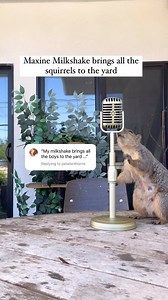 Y’all name a song, Maxine may just sing it. I’m thinking about making this into its own series 🤷🏾‍♂️😅🐿️ #purecomedy #squirrels #musiccover . Song: Milkshake by @kelis | Derrick Downey Jr.