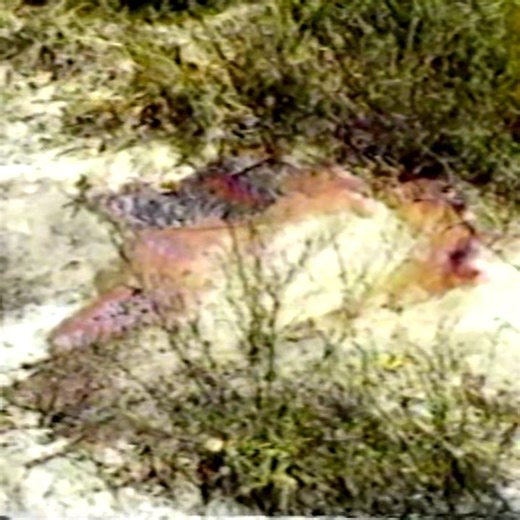 Forensic Files 2025 - The Alibi PART 1 #ForensicFiles #TrueCrime #CrimeDocumentary #ColdCase | Forensic Files Full Episode
