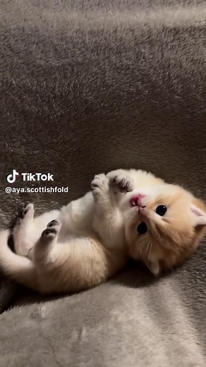 Exploring Adorable Scottish Fold Kittens