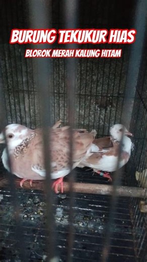 tekukur hias cantik cantik. #burungtekukur #tekukurhias #pawirodoro