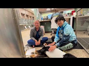 Pneumothorax in Dogs