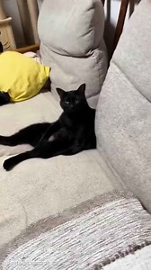 Animals Being the Silliest and Dumbest Creatures Ever