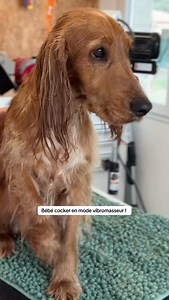 Bébé cocker en mode vibromasseur ! 🤣#toilettagecanin #nimes #toilettage #lesciseauxcanins #cockerspanielpuppy | Les Ciseaux Canins