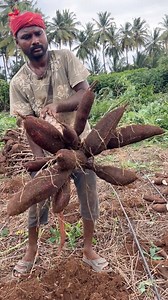 157K views · 841 reactions | Farming Tapioca #farming | Country Food Cooking | Facebook