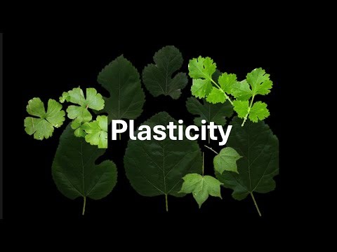 Plasticity in Plants | Plant Growth and Development | Class 12 | Botany | Telangana | Khan Academy
