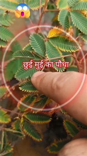 Nastic Movement | Control and Coordination Class 10 | #shorts #cbse #science