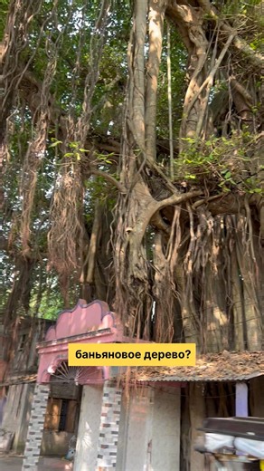 Священное дерево баньян #shorts #mayapur #маяпур #парикрама #parikrama #tree #дерево #india #индия