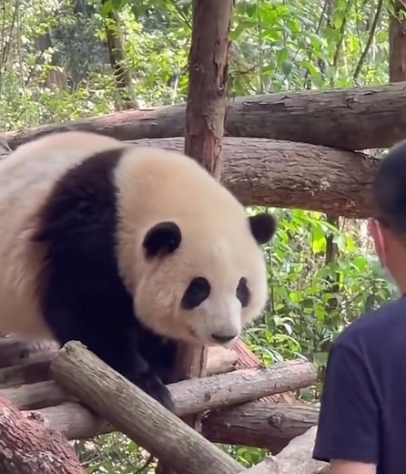 姨姨们 花花来啦🌸 #pandacutevideos #giantpanda #huahua #pandahuahua #tiktokanimalvideos #funnycuteanimals #animalfunnyvideos #熊猫 #熊猫宝宝 #chinapanda #panda #pandateam #cuteanimals #funnyanimalvideo #cuteanimalvideos #funnyanimals