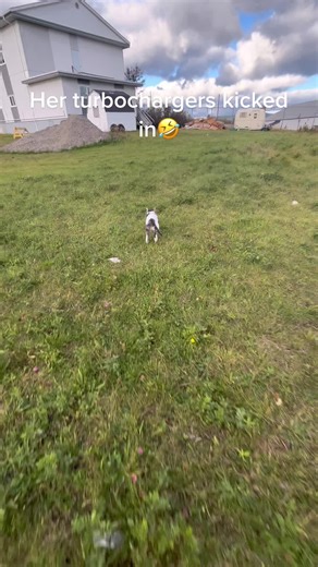 She’s getting faster😡 #catsontiktok #catsrunning #thomp #foryoupage