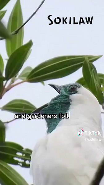 Bellbird: Nature's Musical Genius in New Zealand
