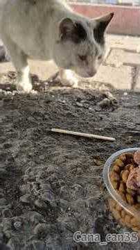 Nesibe #cats #Thursday #cat #katze #gato #asmr #बिल्ली #猫 #prayer #support #discover #compassion