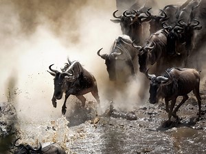 The Greatest Wildlife Stage on Earth: 13 Facts about Kenya's Natural World