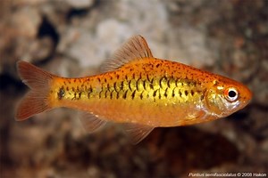 Gold barb - Alchetron, The Free Social Encyclopedia