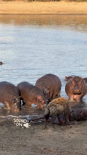 The circle of life in all its raw, untamed beauty! Guests watched nature’s drama unfold as the scavengers of the bush feast on a kudu carcass they stumbled across. The resident hippos dont seem too impressed by the intrusion! Sound on for this one! 🔊🦛 . . . #makanyilodge #makanyi #timbavati #luxurysafari #timbavatigamereserve #hippo #hyenakill | Makanyi Lodge