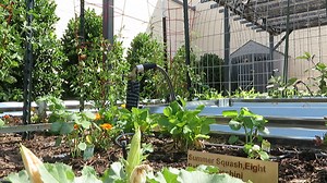 Odessa College Atmos Energy Pantry Gardens provides organic produce to students and staff