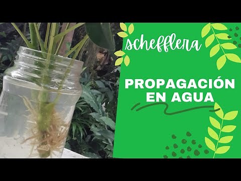 Schefflera💥Cómo Propagar en Agua 💧Esquejes o partes de la planta🌈Fácil