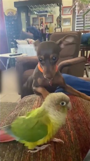 Funny ANIMALS videos 😂 Funniest CATS and DOGS 2026 | Part 41 #pets #funny #video #shorts #dog