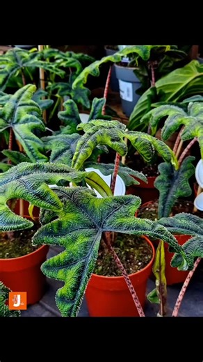 Jardiland (Villenave d'Ornon) on Instagram: "Découvrez nos plantes d'intérieur de collection 🪴😱, effet jungle garanti 🌿🌴, dans notre espace "Plantes instagrammables" spécial post effet whaooo 🤗 ! ⚠️ Une animation "Découverte des Plantes de Collection" vous est même proposée le samedi 17 janvier à 15h30, à ne pas manquer ! ☎️ Inscription à l'accueil du magasin ou par téléphone au 05 57 99 52 00. #jardiland #villenavedornon #bordeaux #bordeauxmaville #plantesdinterieur"