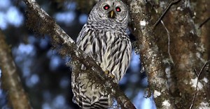 Conservation group warning about logging in spotted owl habitat