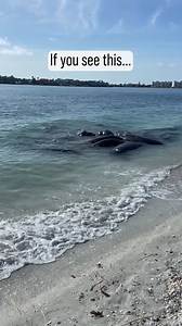 1M views · 14K reactions | They're just out here living their best...