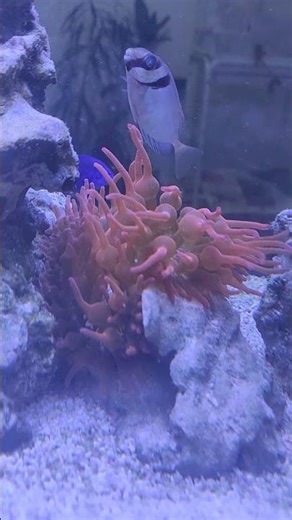 anemone eating a foxfish 😨 comiendose pez Zorro 😲