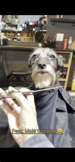 TRY NOT TO LAUGH CHALLENGE 😭