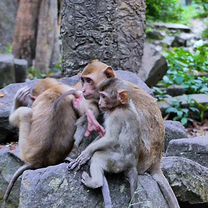6.7K views · 436 reactions | Baby Rainbow hugging with friends | Monkey Rainbow | Facebook