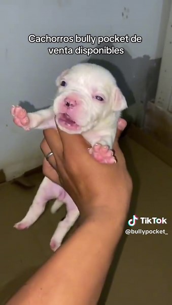 Bulldogs pocket en venta a RD$25,000