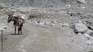 Mule or donkey carrying goods on the trail of Kedarnath valley Construction work going on in upper Himalayas, Uttarakhand, India. Bridge construction or Building construction