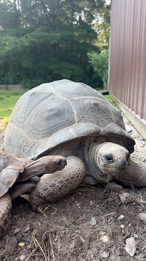 134K views · 16K reactions | Asian Tortoise Tries to Communicate with...