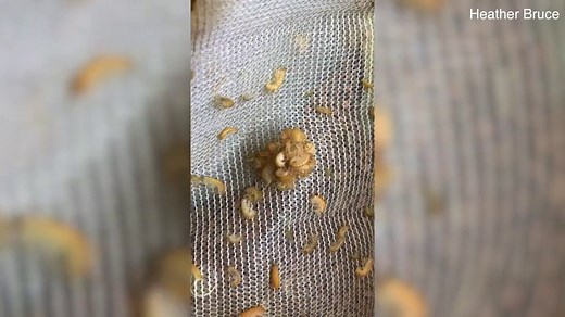 Insect wings evolved from a crustacean's lobe