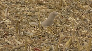 Thousands of mink released from northwest Ohio farm